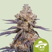 Mexican Rush Auto (Royal Queen Seeds) Cannabis Seeds