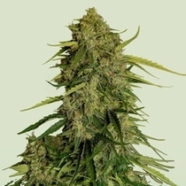 Atlas F1 (Royal Queen Seeds) Cannabis Seeds