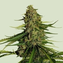 Gaia F1 (Royal Queen Seeds) Cannabis Seeds
