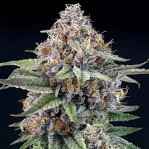 EyeBallz (Ripper Seeds) Cannabis Seeds