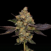 Northern Mints Green Bodhi Regular (Green Bodhi) Cannabis Seeds