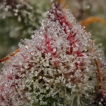Ancient Aliens BX Regular (Green Bodhi) Cannabis Seeds
