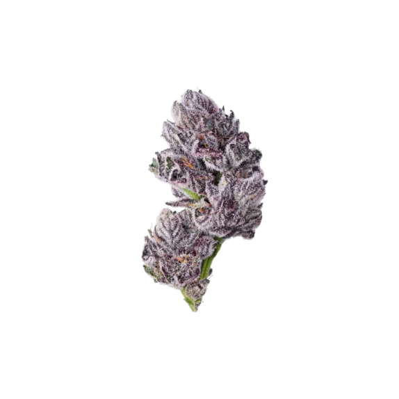 Iced Sangria TRIPLOID (Growers Choice Seeds) Cannabis Seeds