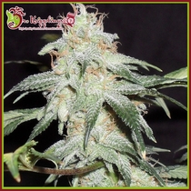 Pineapple Fire (Dr Krippling Seeds) Cannabis Seeds