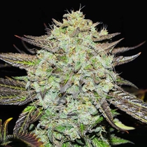 Purple Mango Kush  (Delicious Seeds) Cannabis Seeds