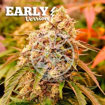 Sunday Punch Early Version (Delicious Seeds) Cannabis Seeds