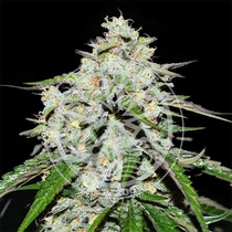 Space Cookies Auto (Delicious Seeds) Cannabis Seeds