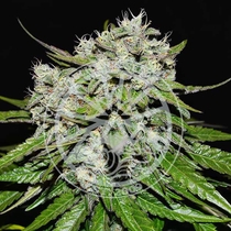Nevilles Rose Auto (Delicious Seeds) Cannabis Seeds