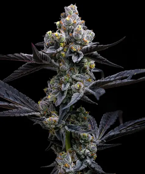 Garlic Cookies (Barneys Farm Seeds) Cannabis Seeds