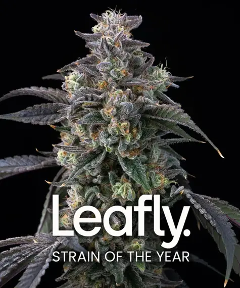 Super Boof  (Barneys Farm Seeds) Cannabis Seeds