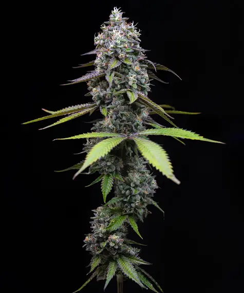 Zoap (Barneys Farm Seeds) Cannabis Seeds