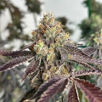 Basil Smash Feminized (The Plug Seedbank Seeds) Cannabis Seeds