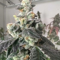 Moscow Mule Feminized (The Plug Seedbank Seeds) Cannabis Seeds