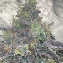 Paloma Feminized (The Plug Seedbank Seeds) Cannabis Seeds