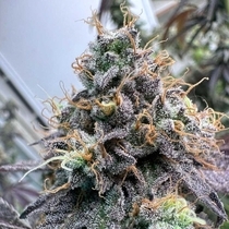 Pina Colada Feminized (The Plug Seedbank Seeds) Cannabis Seeds