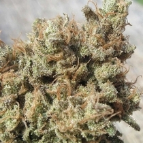 Darkside Cheese Feminized (Ultra Genetics Seeds) Cannabis Seeds