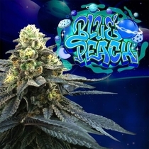 Blue Peach Feminized (Perfect tree seeds) Cannabis Seeds