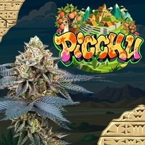 Picchu Feminized (Perfect tree seeds) Cannabis Seeds