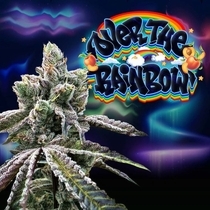 Over The Rainbow Regular (Perfect tree seeds) Cannabis Seeds