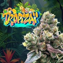 Tropizaï Regular (Perfect tree seeds) Cannabis Seeds