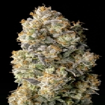 Auto Acai Mintz (Advanced Seeds) Cannabis Seeds