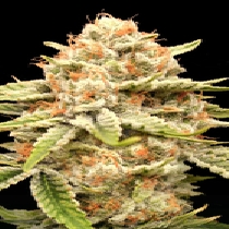 Garlicane (Advanced Seeds) Cannabis Seeds
