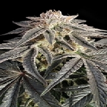 Permanent Marker (Advanced Seeds) Cannabis Seeds