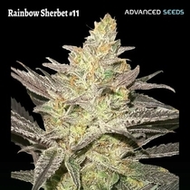 Rainbow Sherbet 11 (Advanced Seeds) Cannabis Seeds