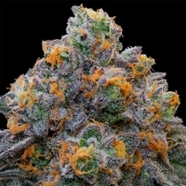 Bluzcotti (Grounded Genetics) Cannabis Seeds