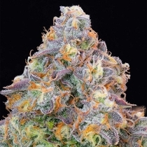 Blue Zlime Feminized (Grounded Genetics) Cannabis Seeds