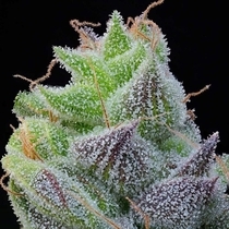 Peach Limeade Feminized (Grounded Genetics) Cannabis Seeds