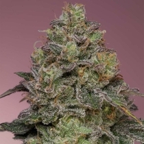 Pink Parmesan Feminized (Grounded Genetics) Cannabis Seeds