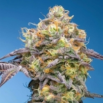 Plumz Feminized (Grounded Genetics) Cannabis Seeds