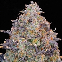 Pink Chai Feminized (Grounded Genetics) Cannabis Seeds