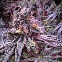 Sour Blucci Feminized (Grounded Genetics) Cannabis Seeds