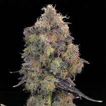 Blueberry Zkunk (Grounded Genetics) Cannabis Seeds