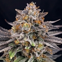 CandyGaz (Ripper Seeds) Cannabis Seeds