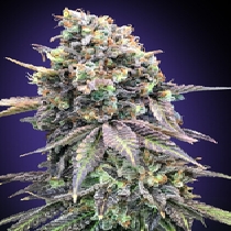 Purple Punch(00 Seeds) Cannabis Seeds