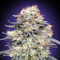 Auto Purple Punch (00 Seeds) Cannabis Seeds