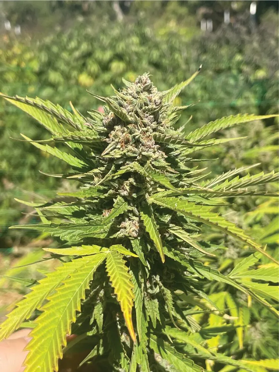 Banana Melt (Humboldt Seed Company) Cannabis Seeds