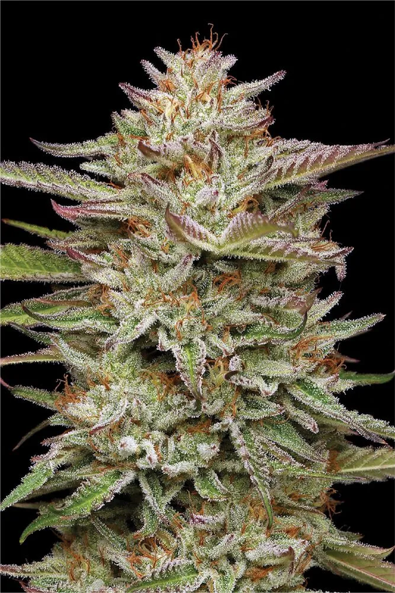 Banana OG Feminised (humboldt seed company) Cannabis Seeds