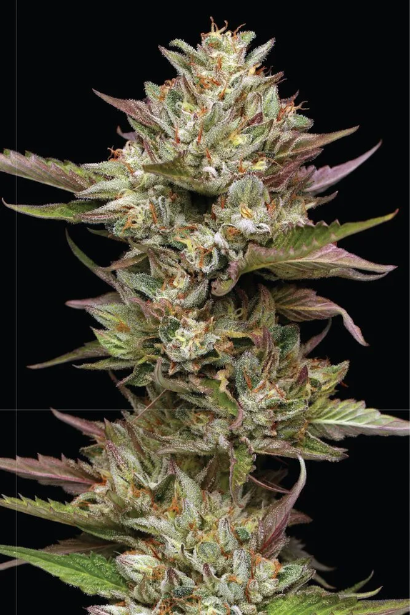 Moonfog (Humboldt Seed Company) Cannabis Seeds