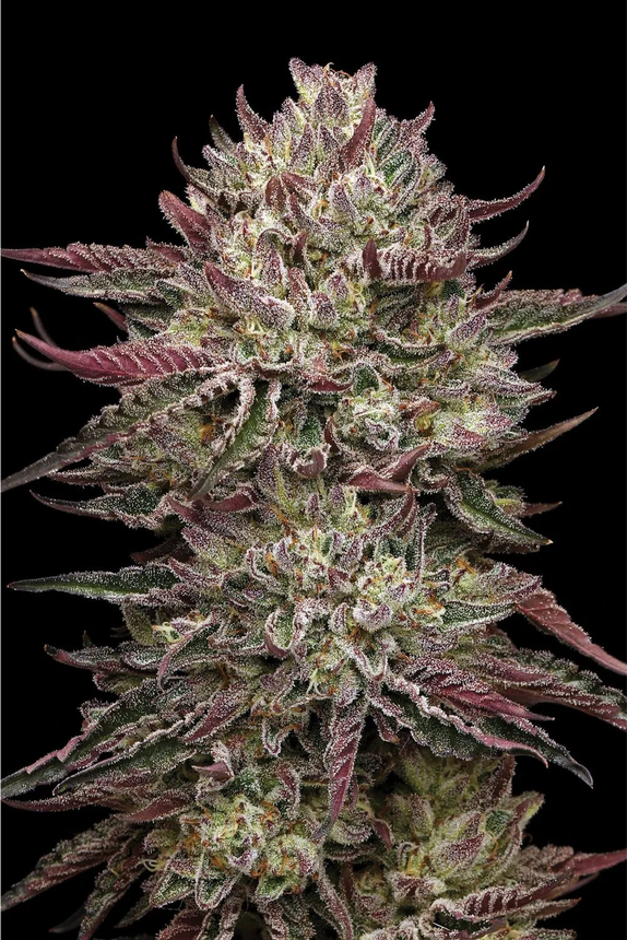 Chicken N Wafflez (Humboldt Seed Company) Cannabis Seeds