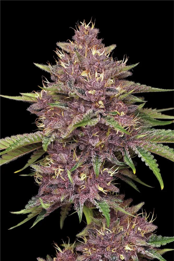 Purpz  (Humboldt Seed Company) Cannabis Seeds