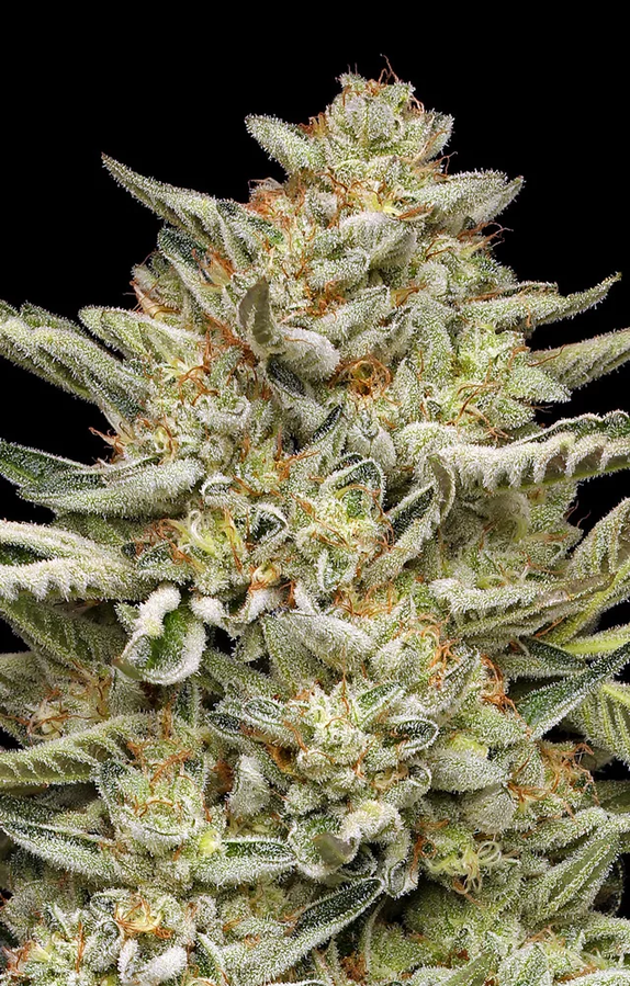 OG TRIPLOID Auto (Humboldt Seed Company) Cannabis Seeds