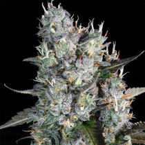 Red Velvet Auto (Paradise Seeds) Cannabis Seeds