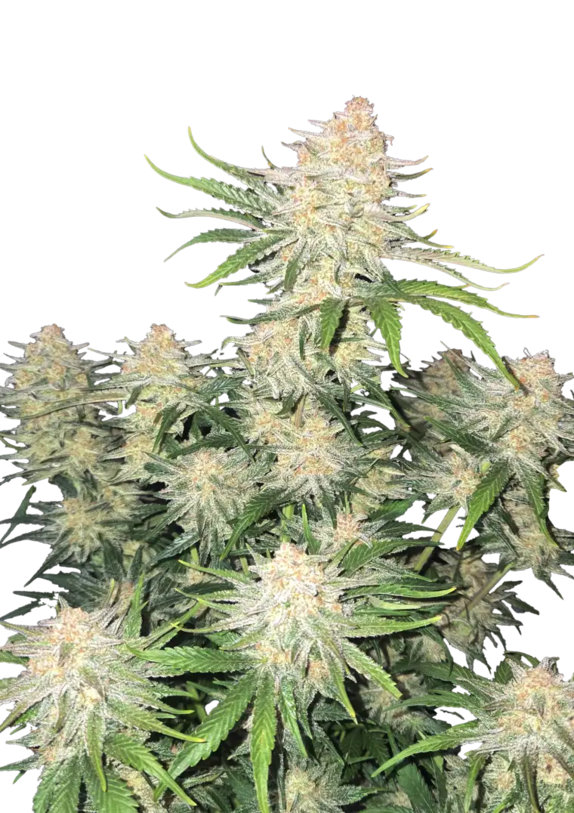 Frostbanger Auto (Fast Buds Seeds) Cannabis Seeds