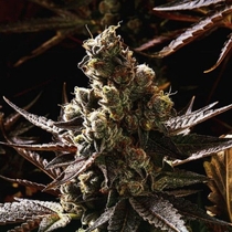 V Kush regular (Haute Genetique) Cannabis Seeds