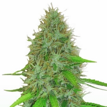2 Fast 2 Vast Auto (Heavyweight Seeds) Cannabis Seeds