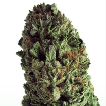 Budzilla (Heavyweight Seeds) Cannabis Seeds